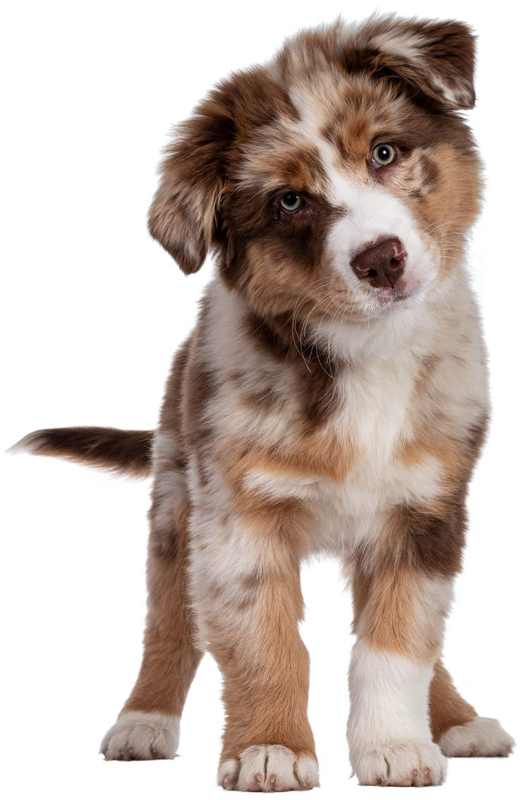 Brown Australian Shepherd Dog Puppy